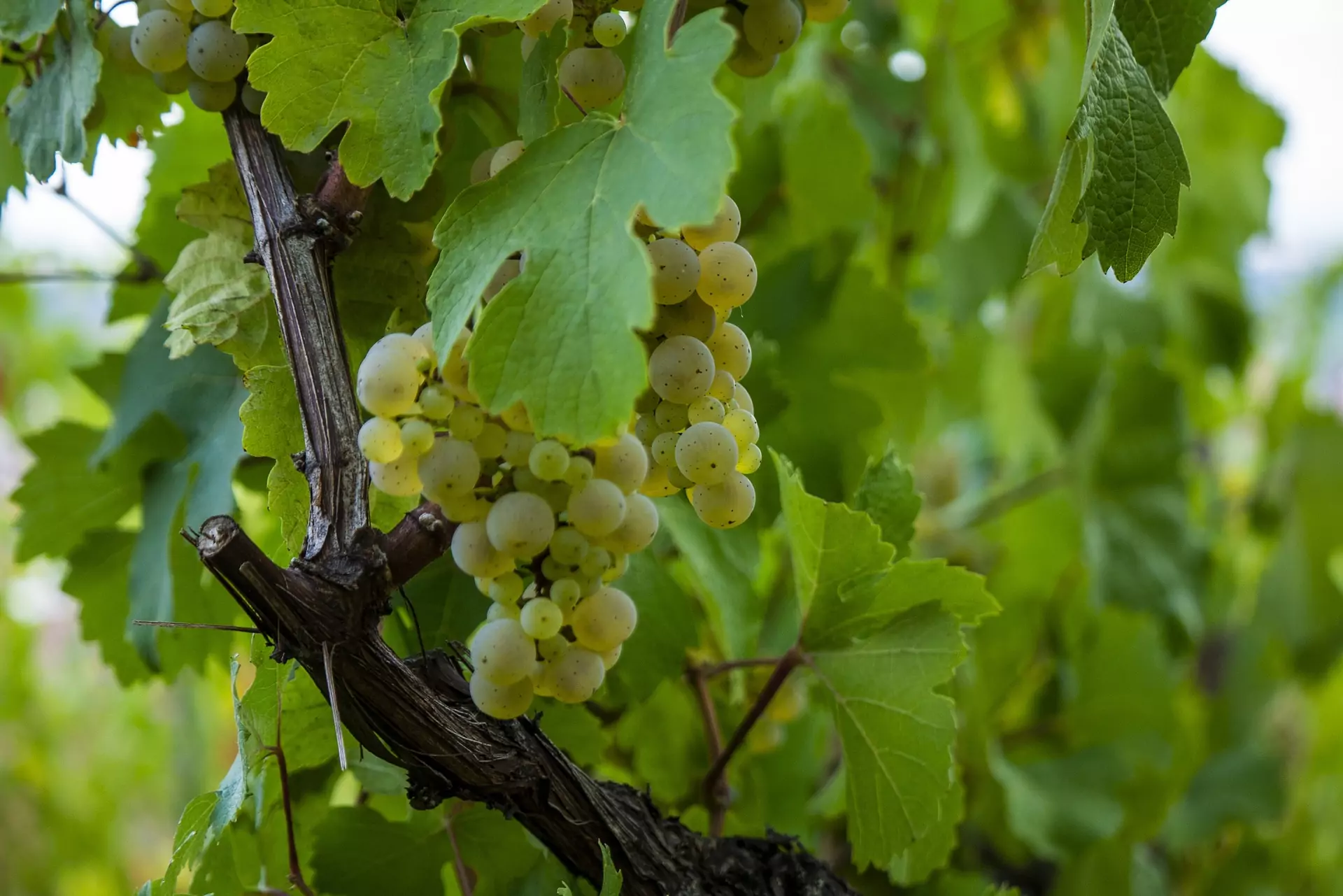Read more about the article Einladung zu der Weinprobe „Weiße deutsche Burgunder“