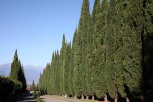 Weinreise des Collegium Vini nach Georgien 2019 (Foto: Fred Albrecht)