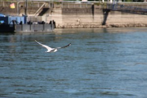 Lebendige Vogelwelt am Rhein